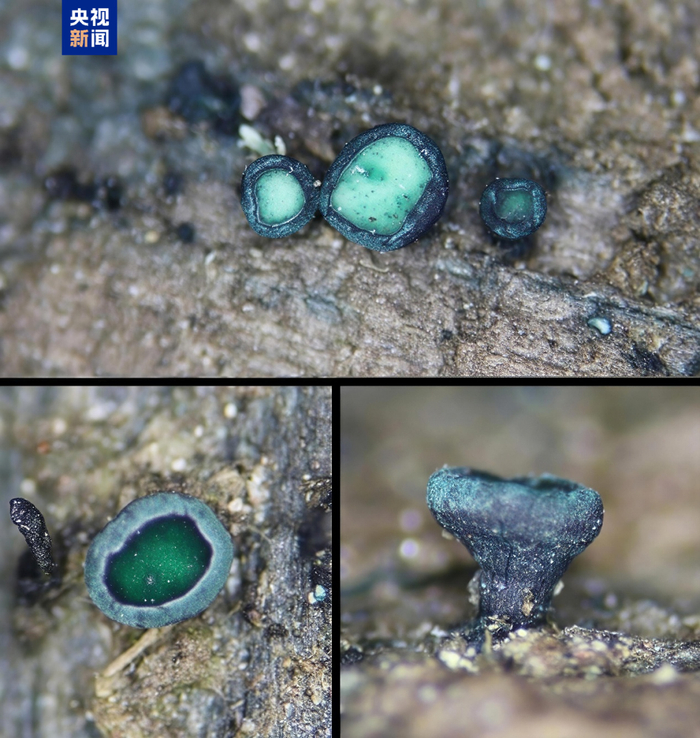 老君绿杯菌的模式标本发现于云南丽江老君山（海拔3825米）林中腐木上。