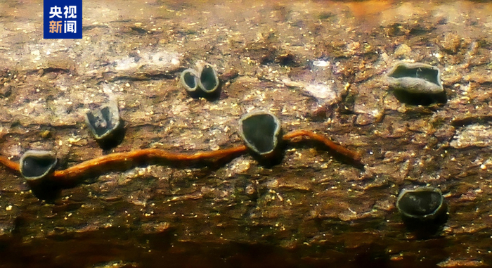 △玉龙绿杯菌的模式标本发现于云南丽江玉龙雪山（海拔2330米）林中腐木上。