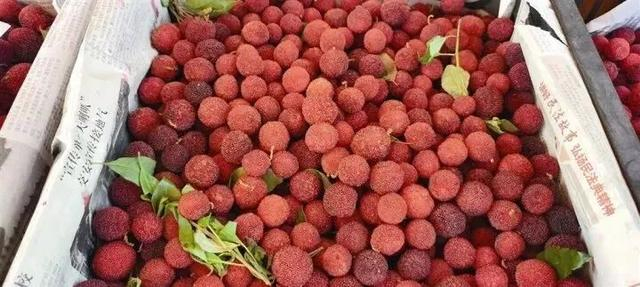 本地杨梅上市。记者 卢丽婷 摄