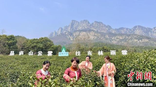 图为庐山市云雾茶种植基地，游客正在采茶。受访者供图