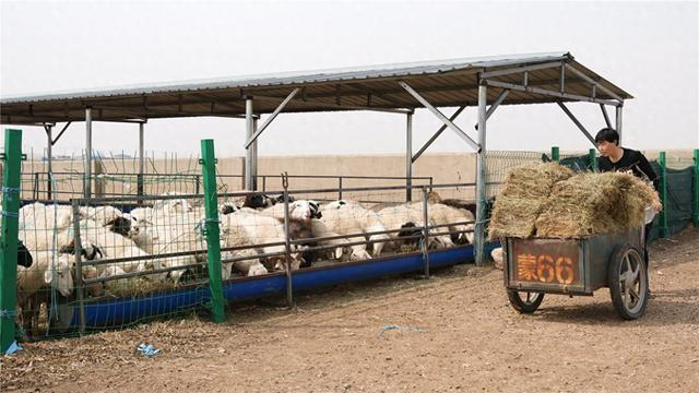 4月17日，张斯莱忙着给自家的羊群喂食。 周万东 摄