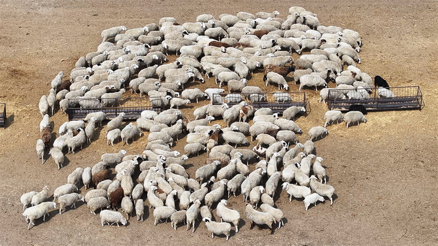 羊群在羊圈里悠闲吃草。 周万东 摄