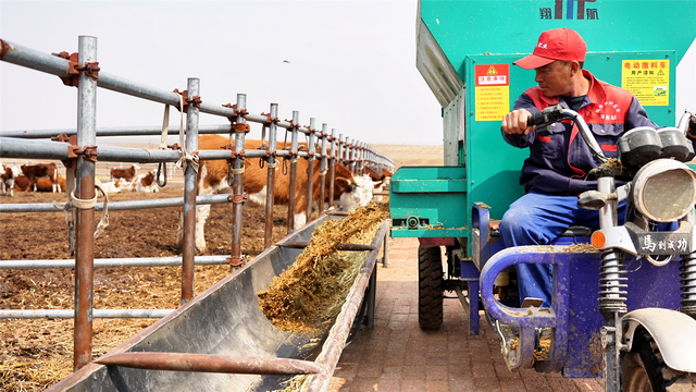 工人把调配的“营养大餐”送到牛槽里。 周万东 摄