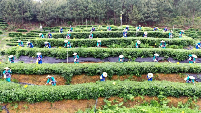 南丹天然富硒六龙茶产业现代化示范区茶园。高东风 摄（图源：河池融媒）
