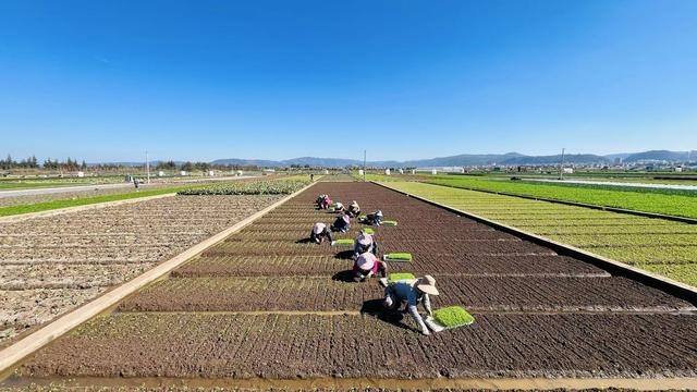 通海县大树社区的种菜团队正在移栽种苗。 农民日报·中国农网记者 郜晋亮 摄