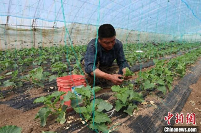 张洪亮为香瓜秧吊蔓。 胡建华 摄