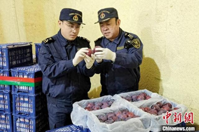 图为海关关员对出口水果进行属地查检。 林辰 摄