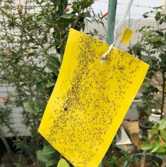 图源：人民网科普 