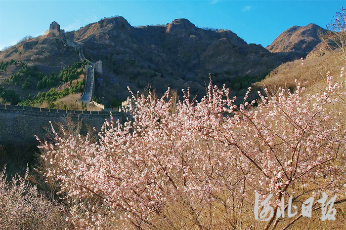 4月3日，山海关角山景区绽放的山桃花与远处的长城同框，美景如画。河北日报、河北日报客户端记者孙也达摄