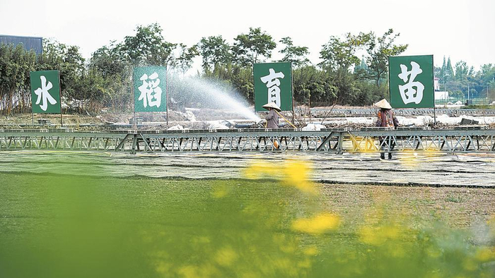     天府粮仓国家现代农业产业园里的育秧基地。