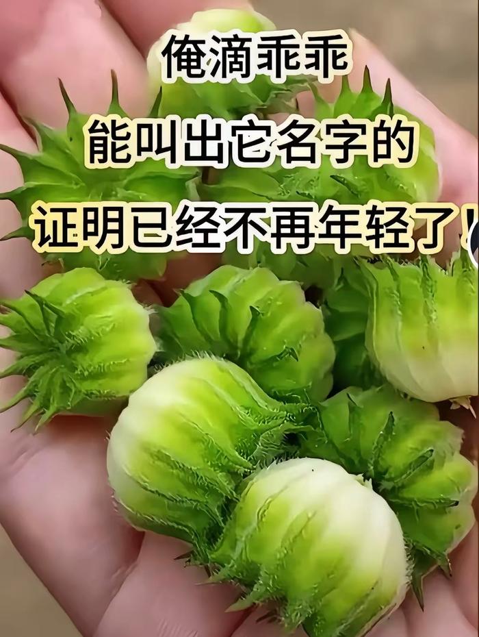 小时候常见，现在还真不多见了，你们那边都叫它啥？