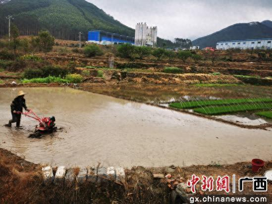 武鸣区官方 供图