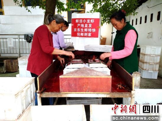 拣小龙虾。谢义 摄