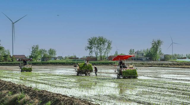 插秧机在田间穿梭。武瑞 摄
