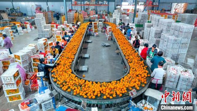 图为蒲江柑橘分选包装线。蒲江县委宣传部供图