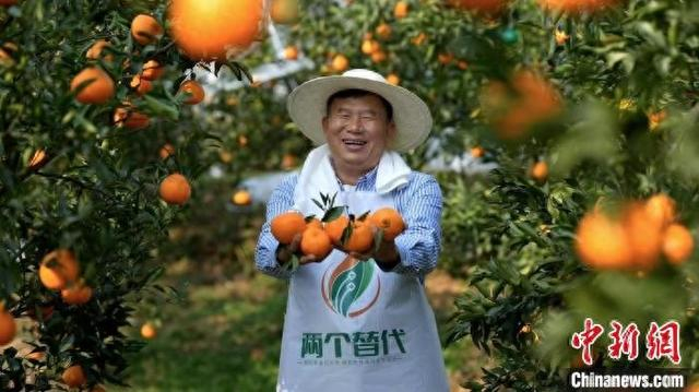 图为“两个替代”蒲江耙耙柑丰收。蒲江县委宣传部供图