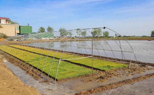 即将移栽的秧田。武瑞 摄