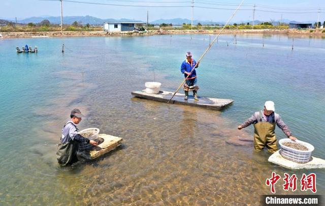 近日，当地蛏农将蛏苗均匀洒在滩涂。李江林 摄