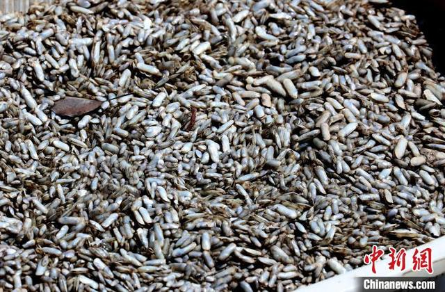 近日，等待播种的蛏苗。胡丹丹 摄