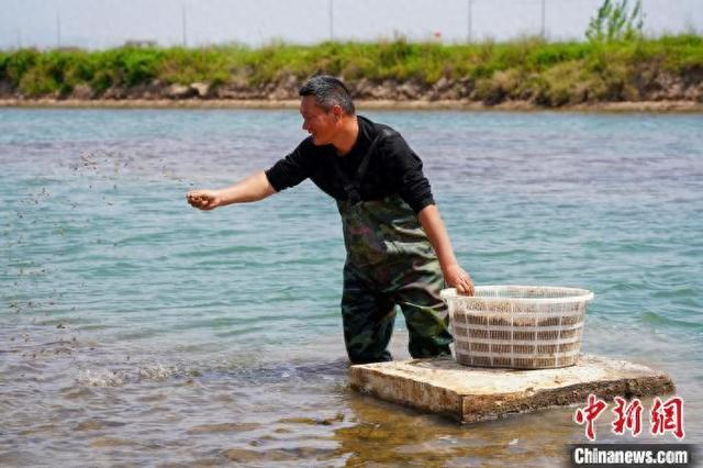 近日，宁海蛏农将蛏苗均匀洒在滩涂。胡丹丹 摄