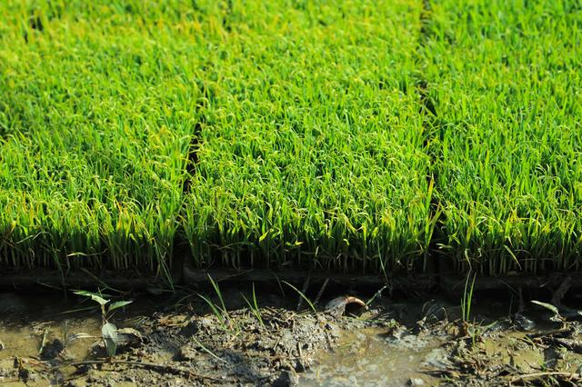 田边绿油油的秧苗。武瑞 摄