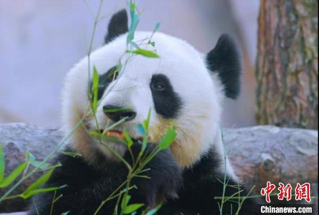 大熊猫在亚布力熊猫馆吃竹子 亚旅投集团供图