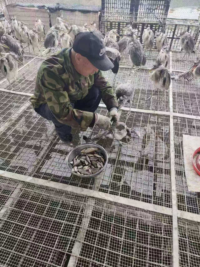 工作人员在救助被解救的涉案候鸟