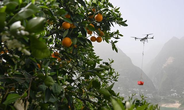 4月13日，秭归县郭家坝镇烟灯堡村，农户用无人机转运脐橙。新华社记者 程敏 图