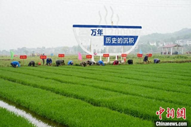 4月23日，在江西省上饶市万年县裴梅镇荷桥村，万年县春耕“开秧门”活动举行。图为村民们拔秧。丁紫薇 摄