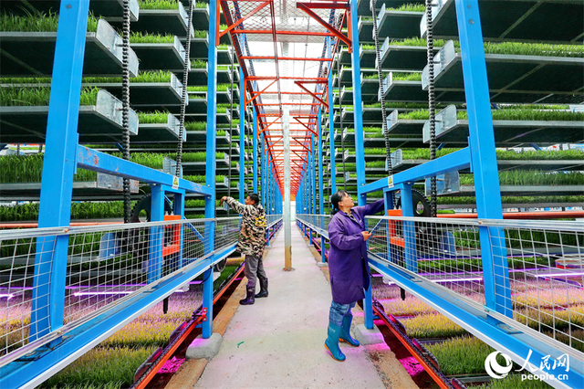 广昌县甘竹镇农事服务中心智能育秧大棚里，工人在管护水稻秧苗，察看长势情况。人民网 朱海鹏摄