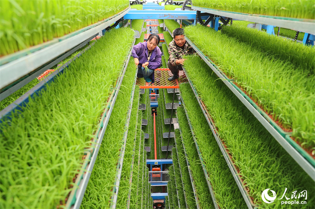 广昌县甘竹镇农事服务中心智能育秧大棚里，工人在管护水稻秧苗，察看长势情况。人民网 朱海鹏摄