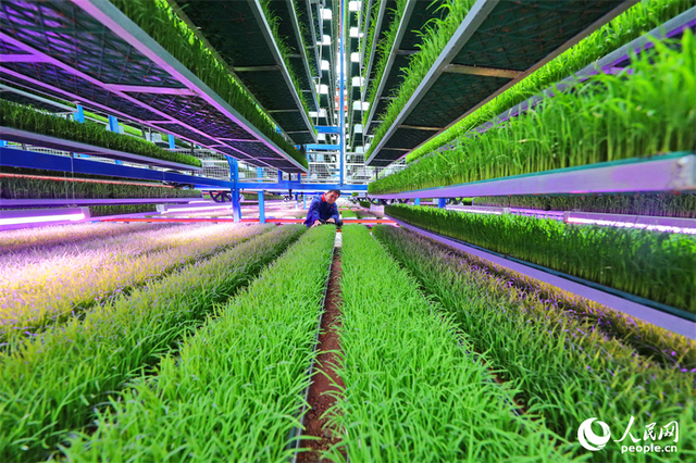 广昌县甘竹镇农事服务中心智能育秧大棚里，工人在管护水稻秧苗，察看长势情况。人民网 朱海鹏摄