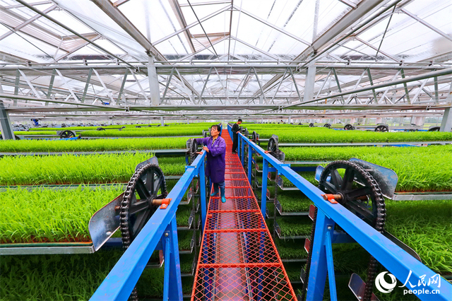 广昌县甘竹镇农事服务中心智能育秧大棚里，工人在管护水稻秧苗，察看长势情况。人民网 朱海鹏摄