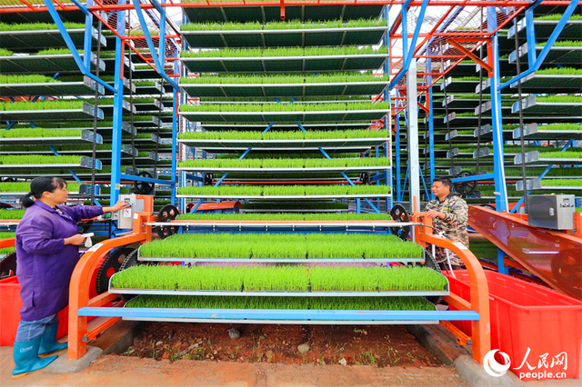 广昌县甘竹镇农事服务中心智能育秧大棚里，工人在管护水稻秧苗，察看长势情况。人民网 朱海鹏摄