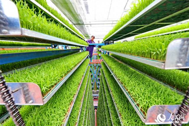 广昌县甘竹镇农事服务中心智能育秧大棚里，工人在管护水稻秧苗，察看长势情况。人民网 朱海鹏摄