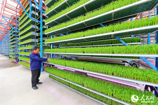 广昌县甘竹镇农事服务中心智能育秧大棚里，工人在管护水稻秧苗，察看长势情况。人民网 朱海鹏摄