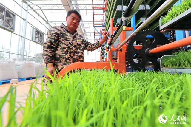 广昌县甘竹镇农事服务中心智能育秧大棚里，工人在管护水稻秧苗，察看长势情况。人民网 朱海鹏摄