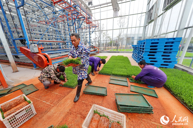 广昌县甘竹镇农事服务中心智能育秧大棚里，工人在管护水稻秧苗，察看长势情况。人民网 朱海鹏摄