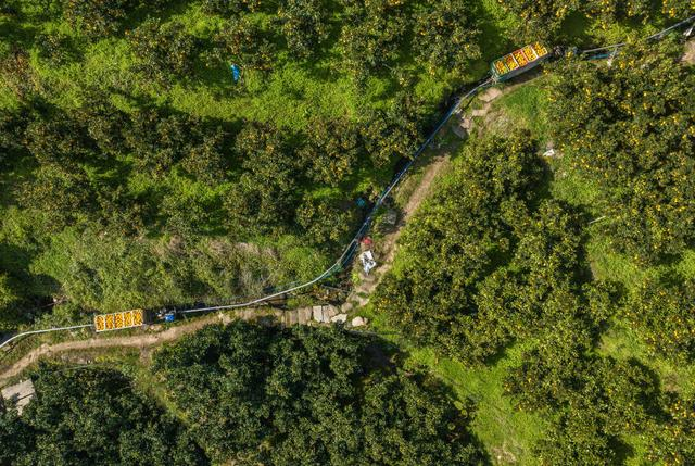 2023年12月6日，秭归县归州镇周家湾村果农用单轨运输车转运脐橙。新华社 图（郑家裕摄）