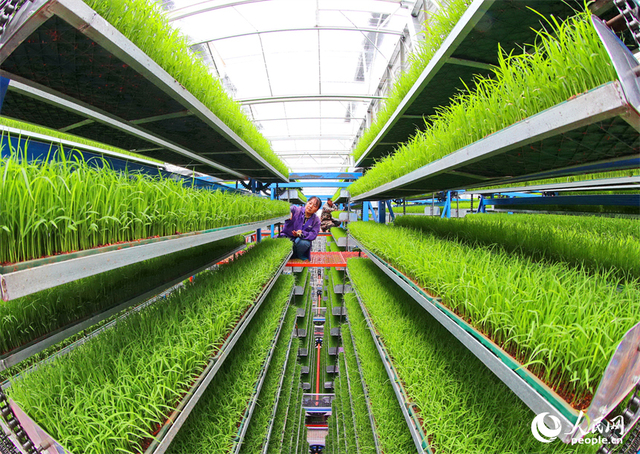 广昌县甘竹镇农事服务中心智能育秧大棚里，工人在管护水稻秧苗，察看长势情况。人民网 朱海鹏摄