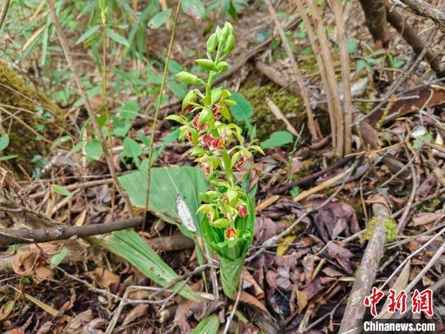 湖北堵河源国家级自然保护区发现国家二级保护植物三棱虾脊兰。袁孝文 摄