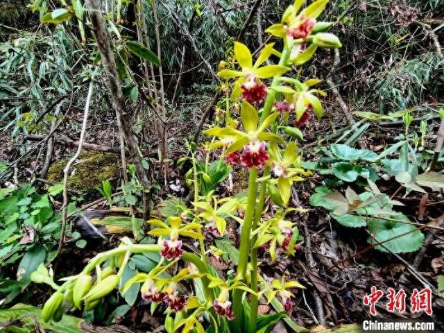 湖北堵河源国家级自然保护区发现国家二级保护植物三棱虾脊兰。袁孝文 摄