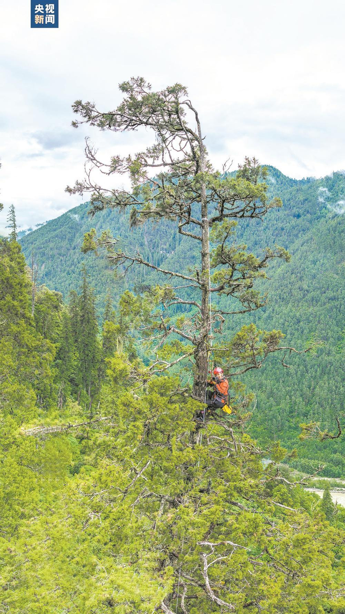     科研团队人员攀登西藏柏木测量数据。