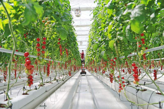 寿光市丹河设施蔬菜标准化示范园应用水肥一体化等先进农业设备。受访者供图