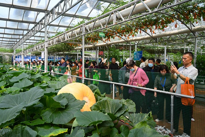 巨型南瓜。受访者供图