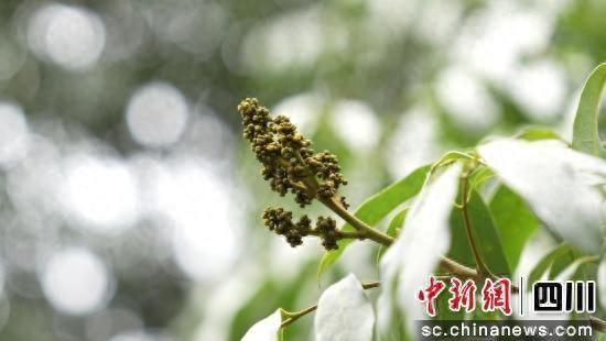 千年古荔枝树开的花。李书炳 摄