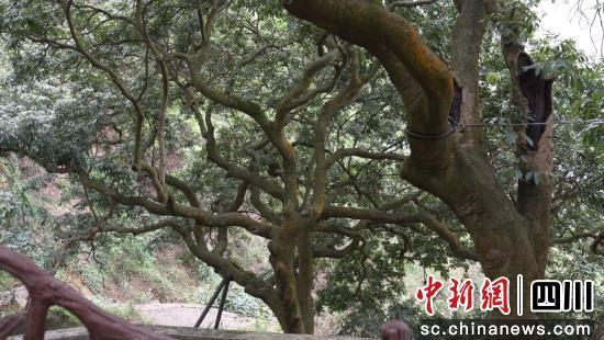 两棵千年古荔枝树。李书炳 摄