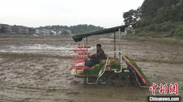 许志宇驾驶农机进行早稻移栽作业。黄新 摄