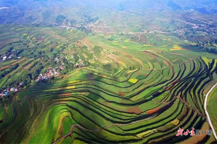 宕昌县千亩当归田。本文图片由新甘肃·甘肃日报通讯员 刘国庆 摄