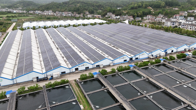 宜都清江鲟鱼谷庞大的养殖基地还在不断扩建中。 澎湃新闻记者 陈鑫露 图